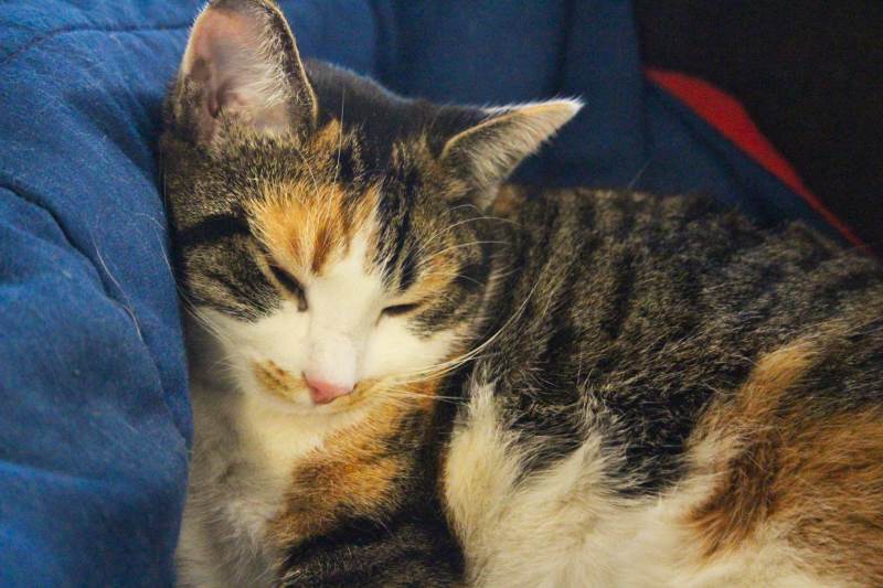 kalista-sleeping-on-daddy