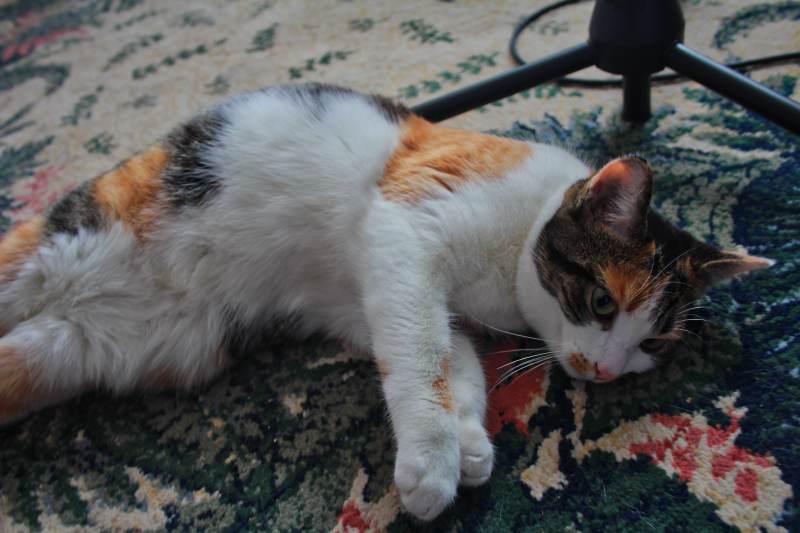 kalista-lying-on-carpet-2
