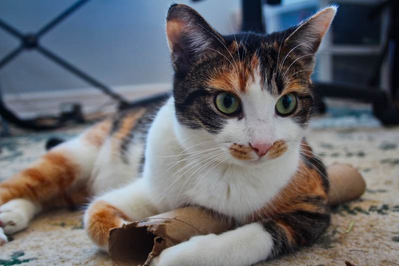 kalista-with-paper-towel-roll