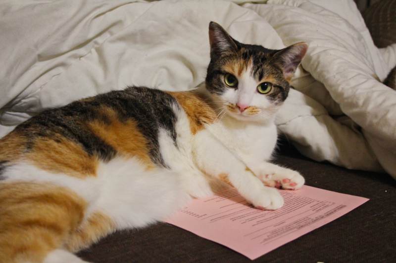 kalista-lying-on-paper
