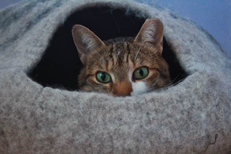 beau-meowfia-cat-bed