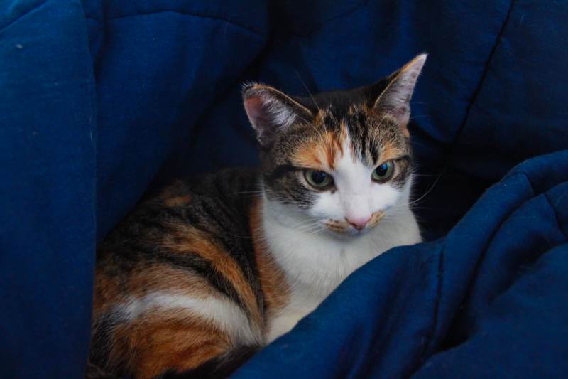 kalista-sitting-in-blanket