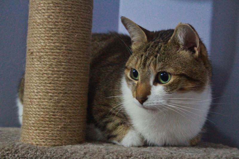 beau-sitting-on-cat-tree