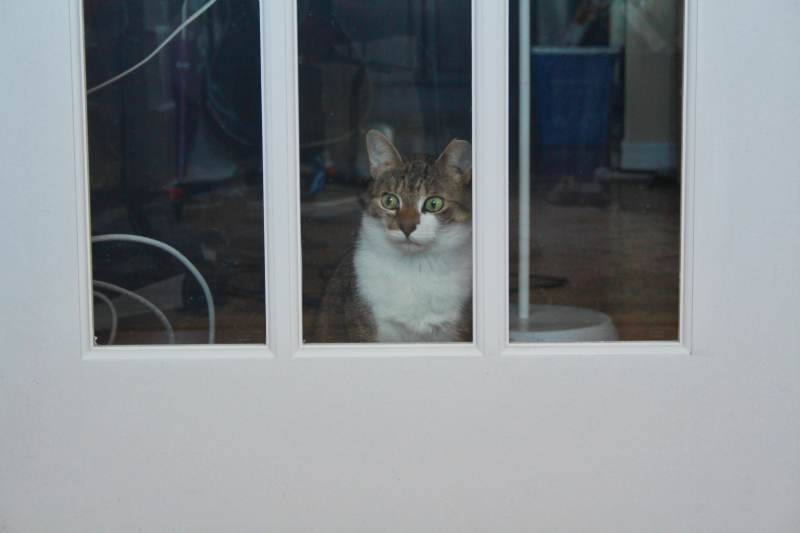 beau-waiting-by-door