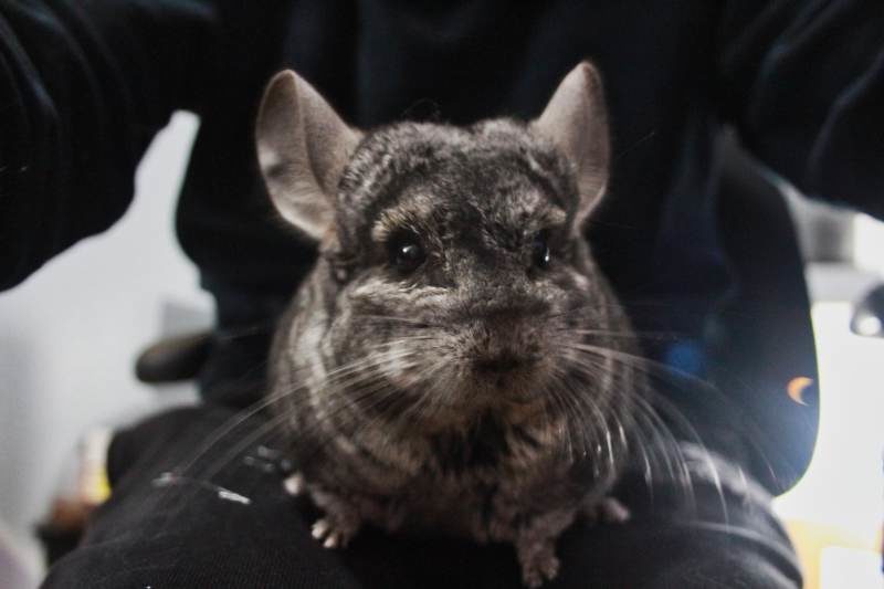 Gary Is Excited to See Me (Cute Chinchilla Story)