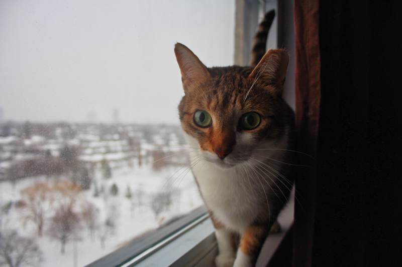 beau-standing-on-window-sill