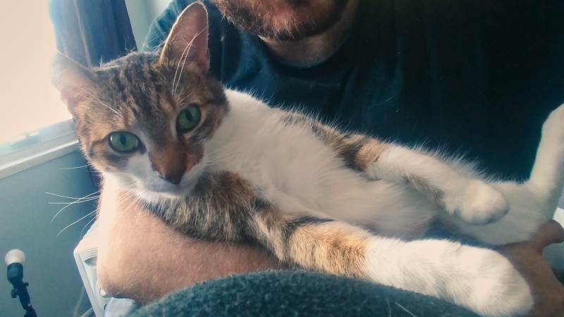 beau-lying-in-my-lap