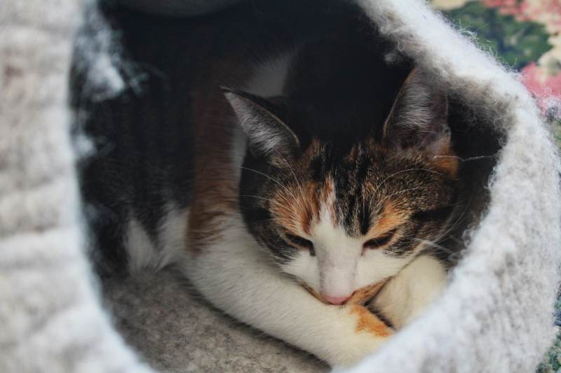 kalista-in-her-meowfia