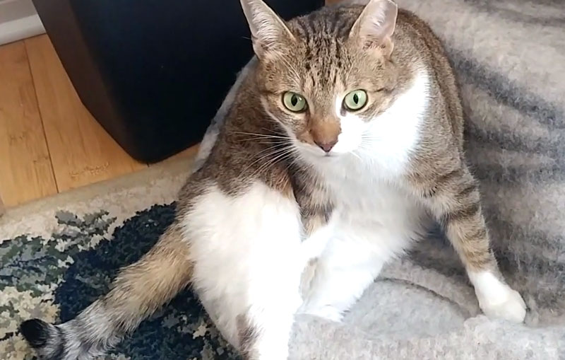 beau-on-meowfia-bed-kalista