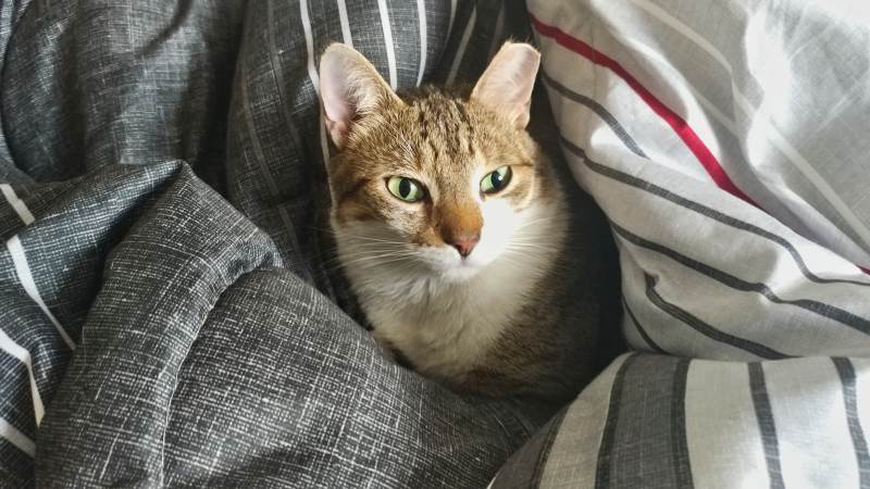 beau-saves-from-death-sitting-bed