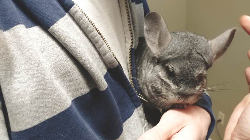 spending-time-gary-chinchilla