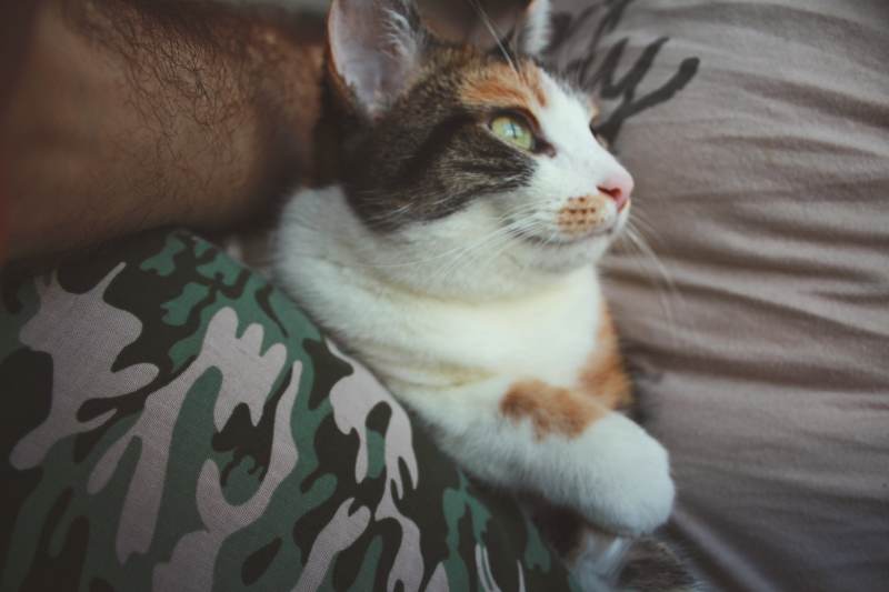 spending-time-with-cats-kalista-sitting-lap
