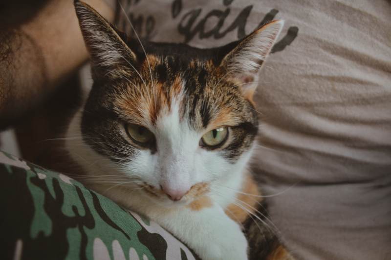 spending-time-with-kalista-lap-2