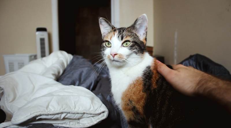 kalista-standing-bed-eyes-sunlight-sun