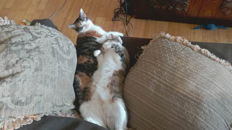 beau-and-kalista-sleeping-together-best-friends