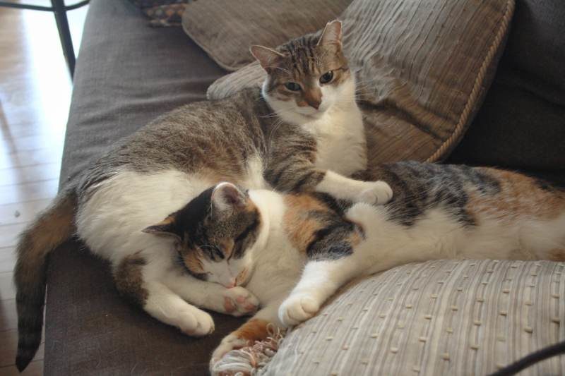 How to Introduce a New Cat to Your Home