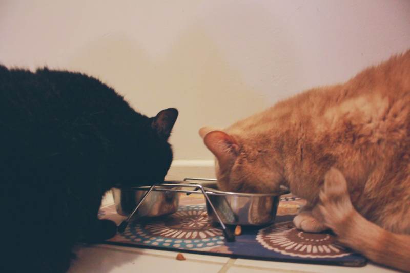 clover-dr-doctor-wiley-multi-cat-multiple-eating-food