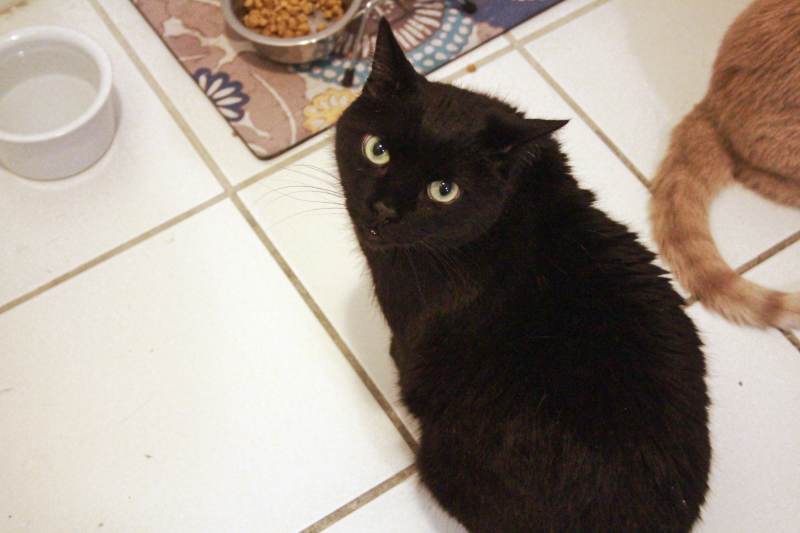clover-standing-kitchen-food-eat