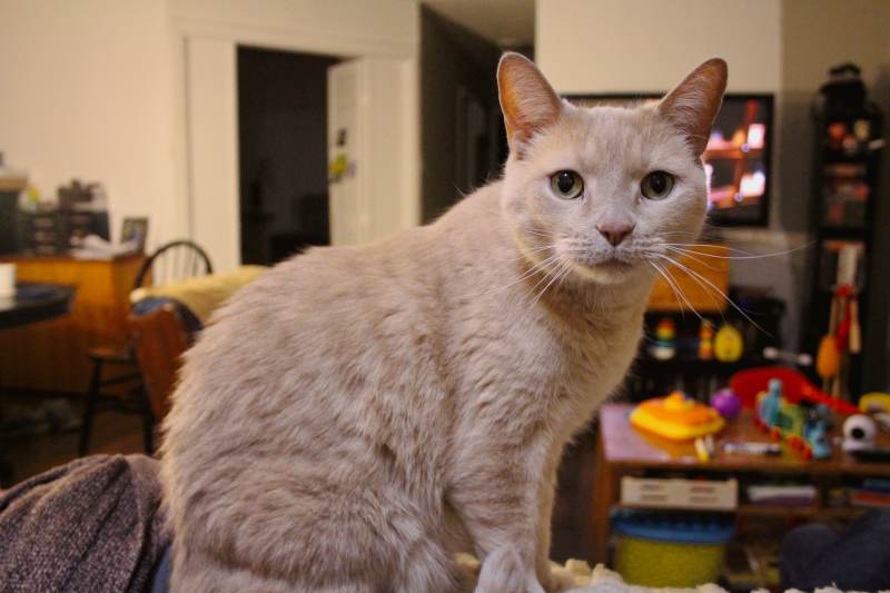 dr-doctor-wiley-couch-standing-ginger