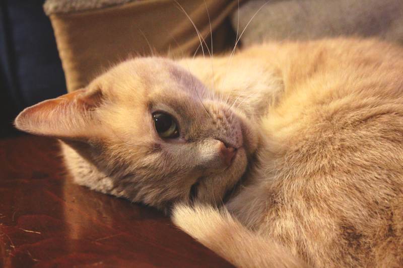 dr-doctor-wiley-cuddly-adorable-couch-sleeping