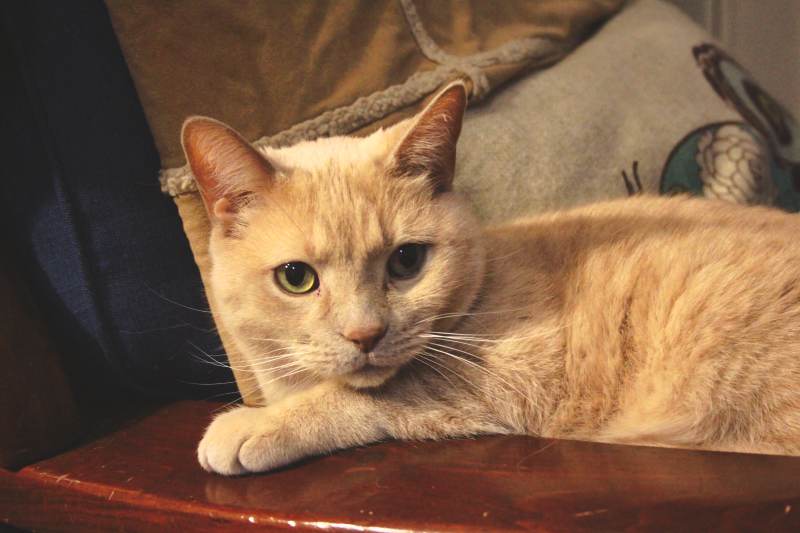 dr-doctor-wiley-lying-couch