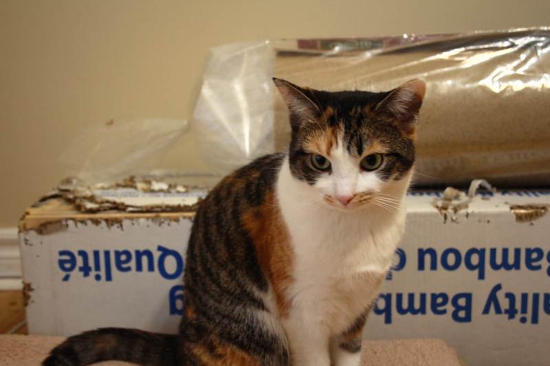 kalista-cardboard-chewing