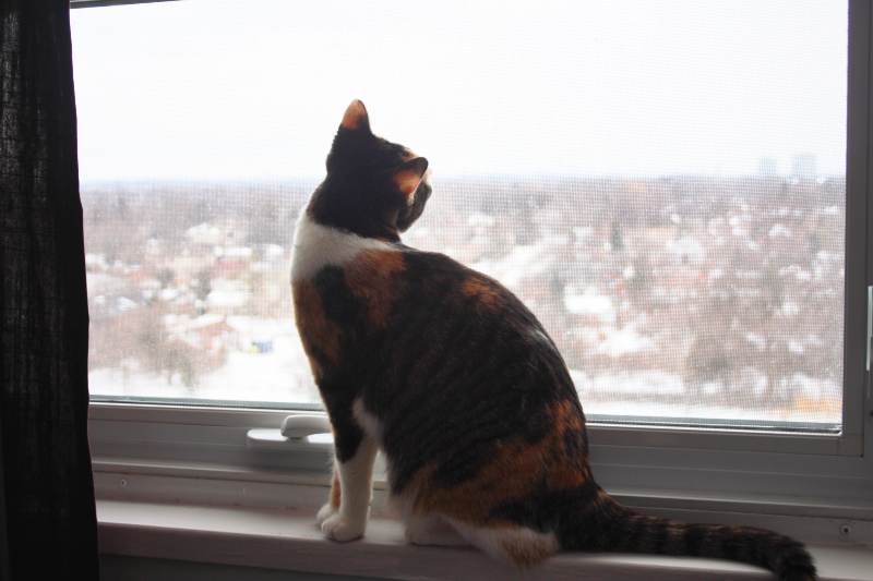 kalista-window-looking-snow