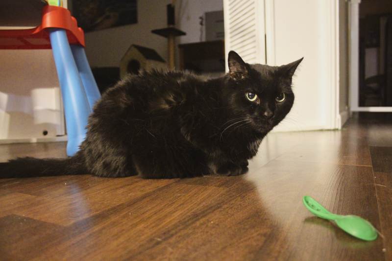 mel-sitting-floor-black-cat
