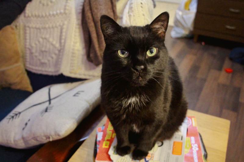 mel-standing-black-cat-desk-table