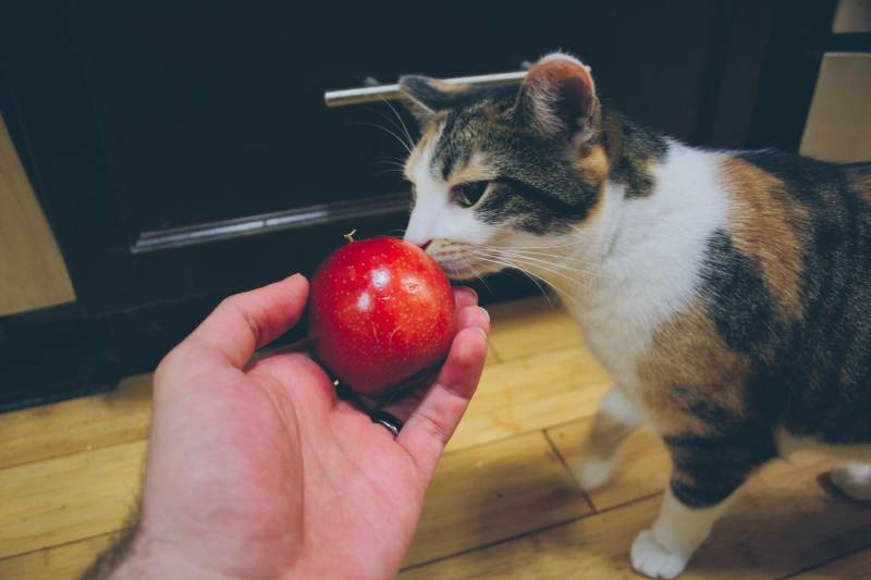 kalista-apple