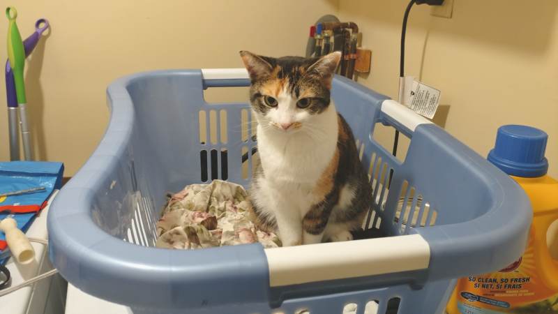 kalista-laundry-room-basket