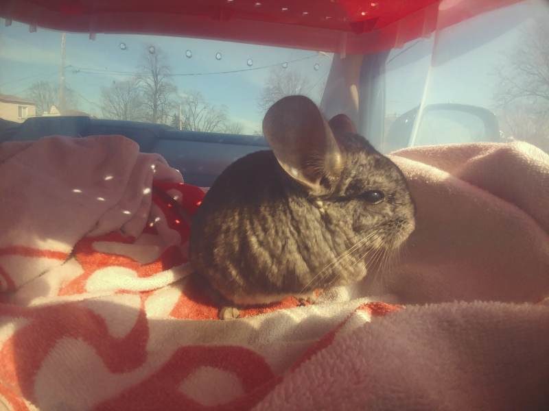Gary, My Chinchilla, Has Bloodshot Eyes and an Eye Ulcer