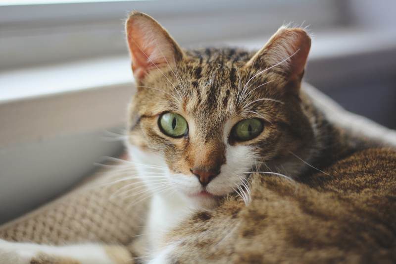 Are Marigolds Poisonous to Cats, Kittens, Dogs or Puppies? What Do I Do If My Pet Has Eaten One?