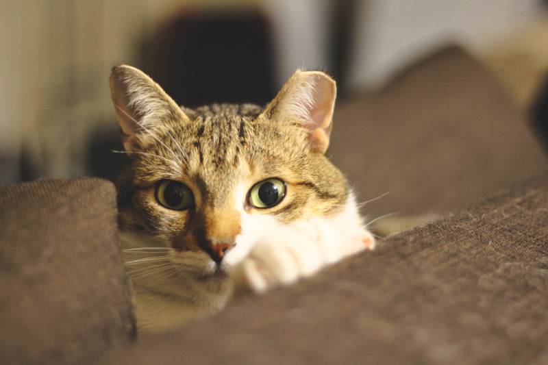 beau-closeup-eyes-couch-hiding