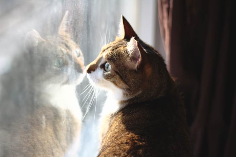 beau-looking-out-window