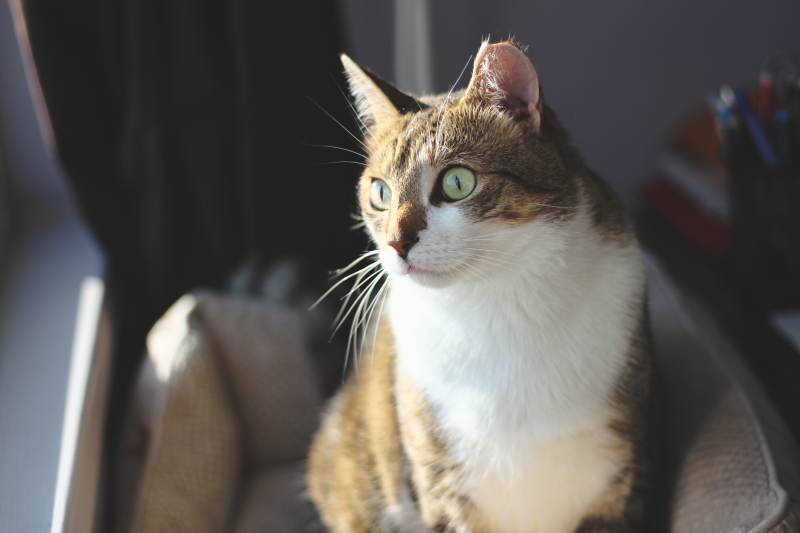 beau-standing-cat-bed