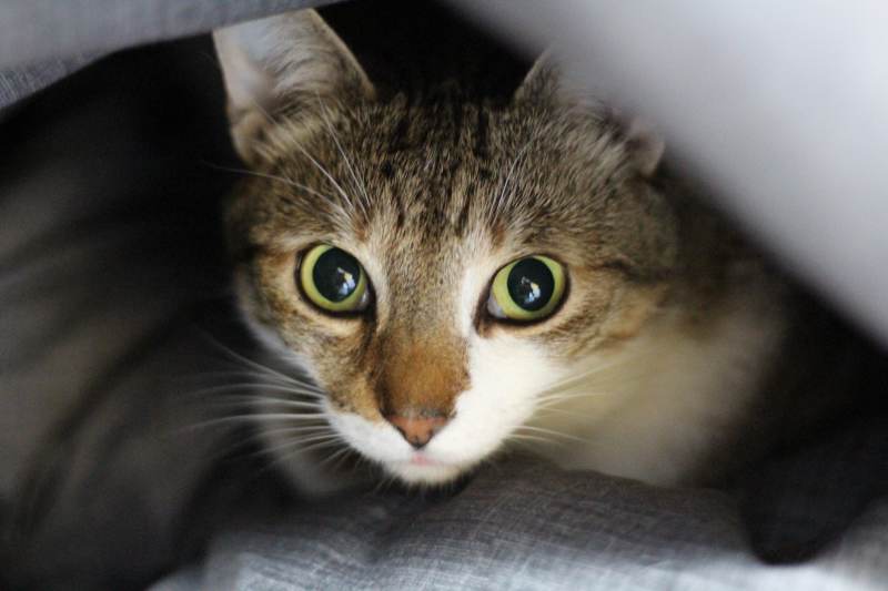 beau-staring-big-eyes
