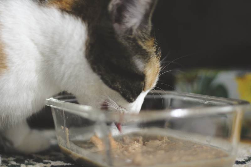 kalista-eating-caru-turkey-salmon