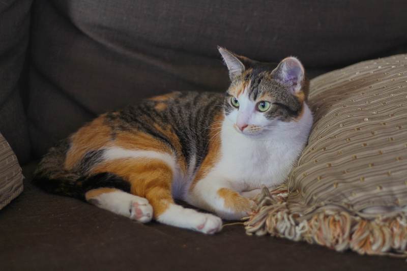 kalista-lying-on-couch