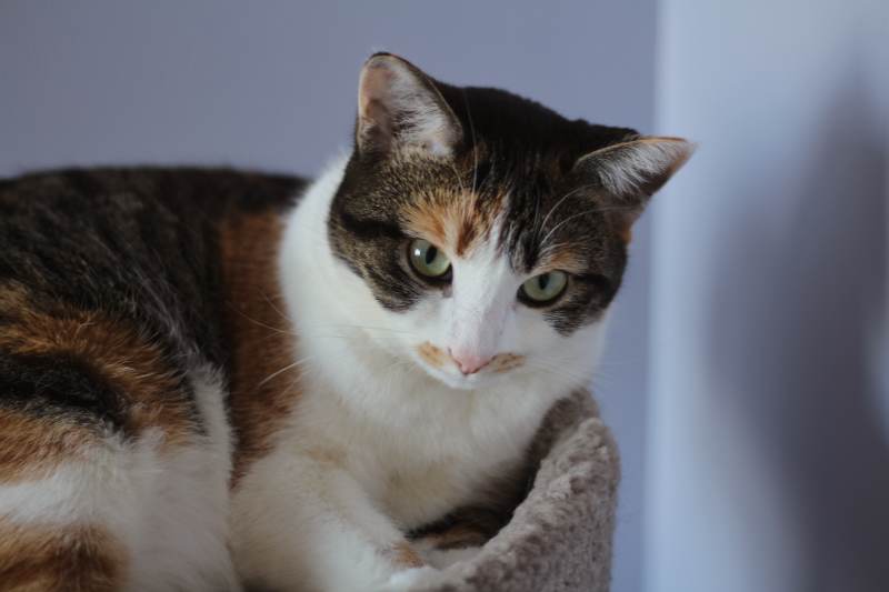 kalista-lying-on-cat-tree