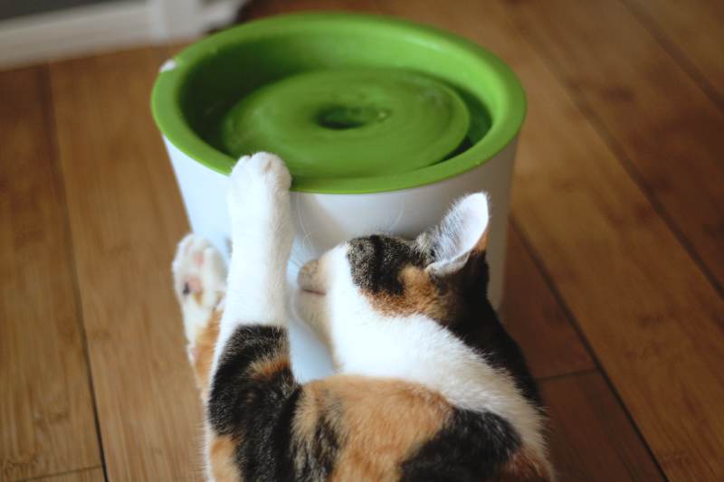 kalista-rubbing-cat-water-fountain