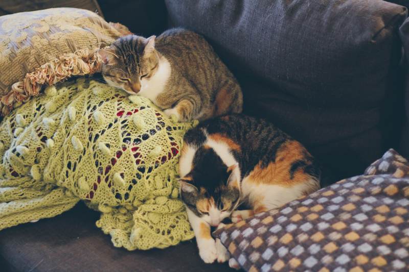 kalista-beau-couch-sleeping