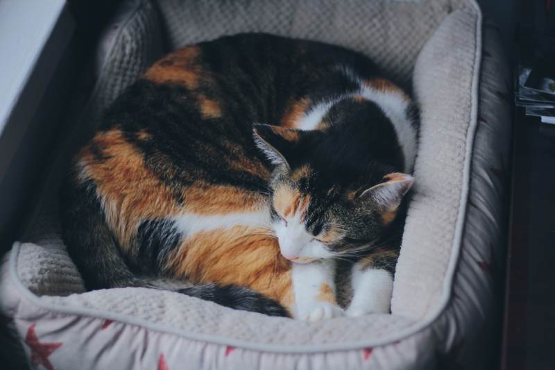 kalista-sleeping-in-bed