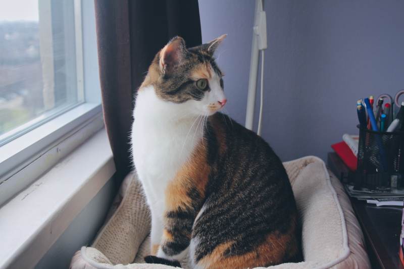 kalista-standing-in-bed