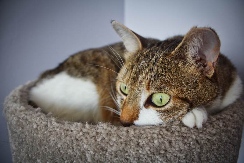 beau-intense-eyes-cat-tree