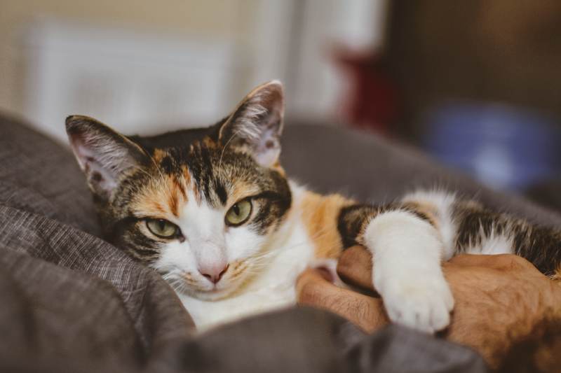 kalista-cuddling-bed-lying-down