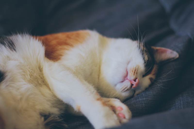 kalista-sleeping-bed