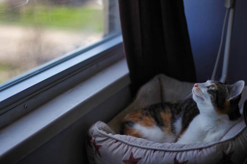 kalista-windowsill-bed