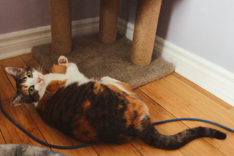 kalista-with-catnip-toy