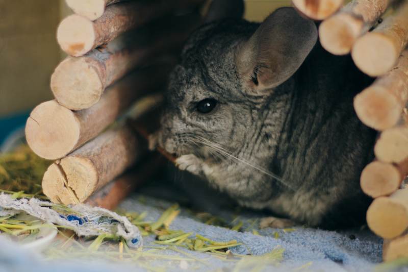 gary-chewing-on-stick